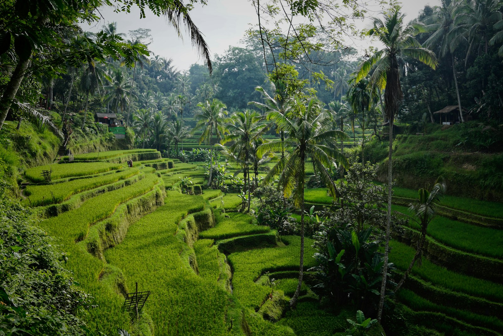 Rizières en terrasses verdoyantes de Bali au matin